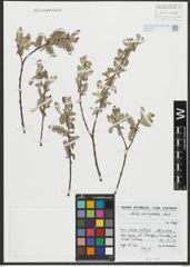 Foto von Salix salviifolia Brot.